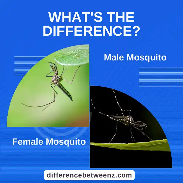 Difference between Male and Female Mosquito