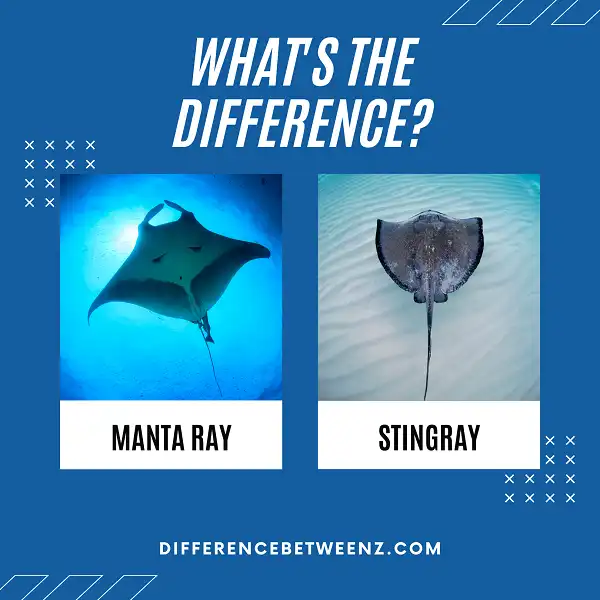 Difference between Manta Ray and Stingray