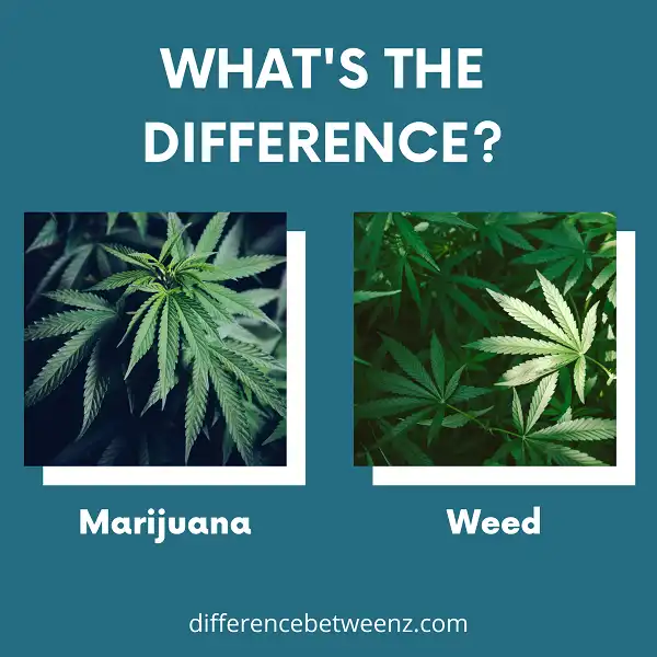 Difference between Marijuana and Weed