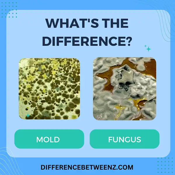 Difference between Mold and Fungus