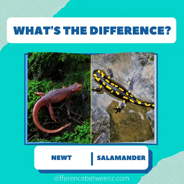 Difference between Newt and Salamander
