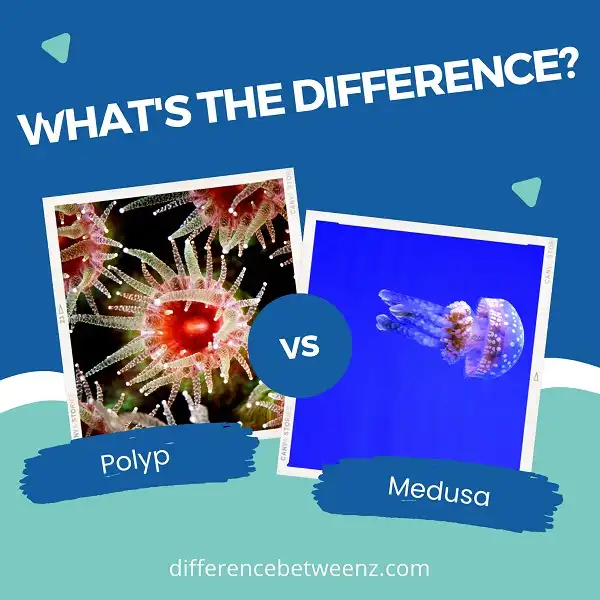 Difference between Polyp and Medusa