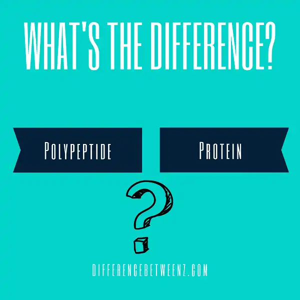 Difference between Polypeptide and Protein