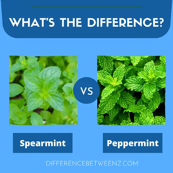 Difference between Spearmint and Peppermint