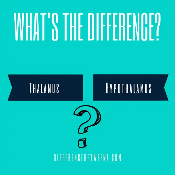 Difference between Thalamus and Hypothalamus