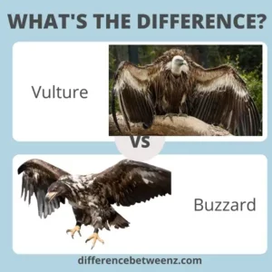 Difference between Vultures and Buzzards
