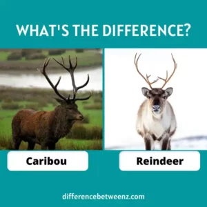 Differences between Caribou and Reindeer