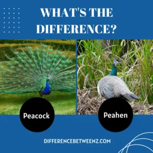 Differences between Peacock and Peahen