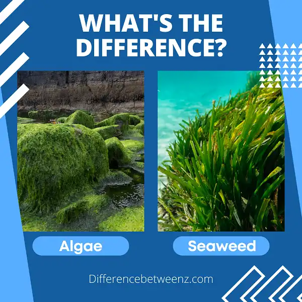 Difference between Algae and Seaweed
