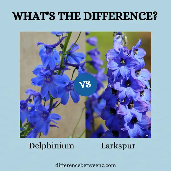 Difference between Delphinium and Larkspur