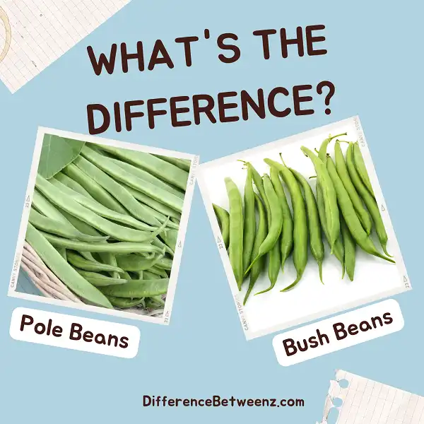 Difference between Pole Beans and Bush Beans